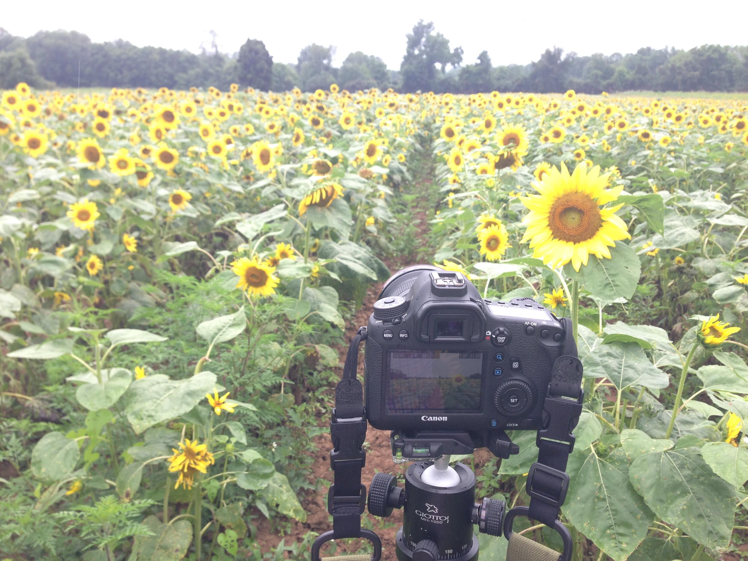 Sunflowers in Potomac Maryland