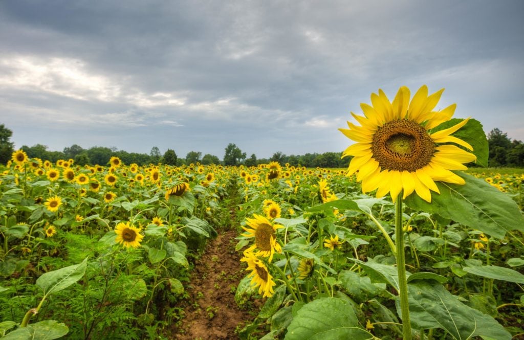 Sunflower at McKee Beshers in Maryland