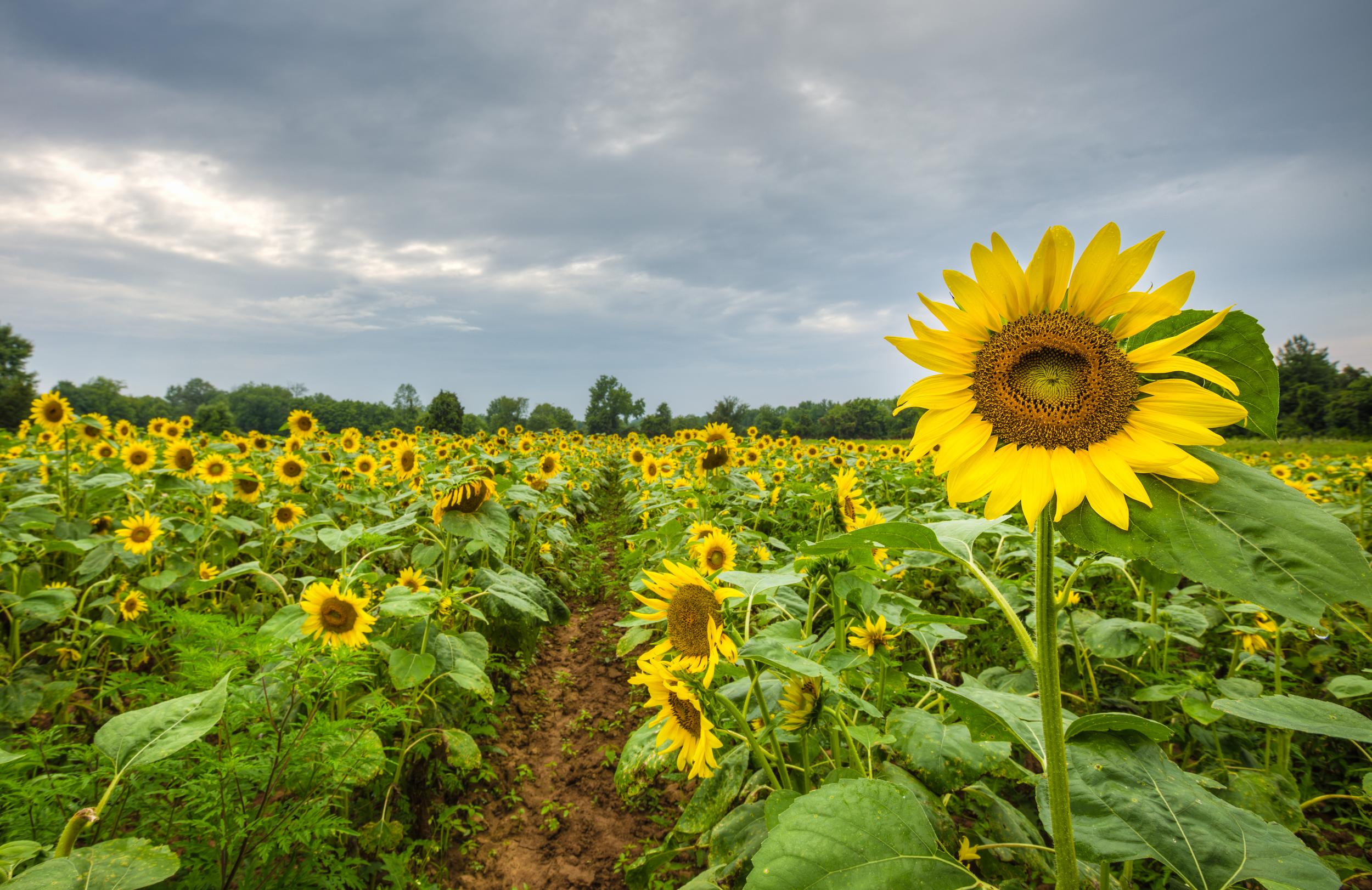 Sunflower Fields at McKeeBeshers in Maryland (2023 Guide)
