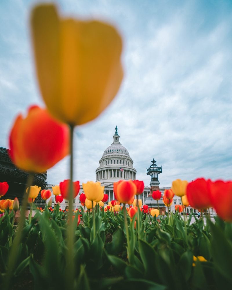 Tulips At The Us Capitol 1