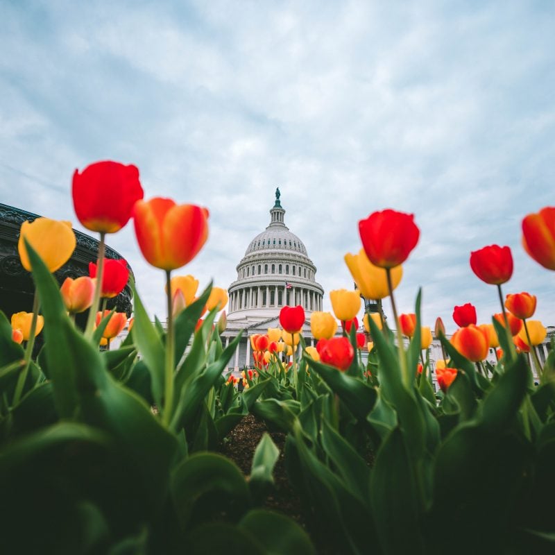 Tulips At The Us Capitol 3