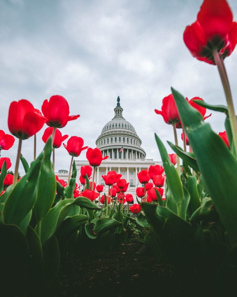 Tulips At The Us Capitol 4