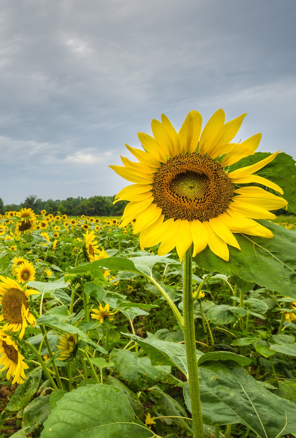 Sunflower-Patch-in-Maryland
