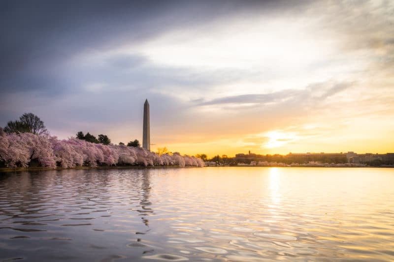 Washington Monument Cherry Blossom Festival Sunrise