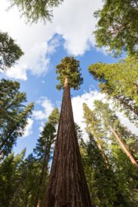 Tree in Yosemite