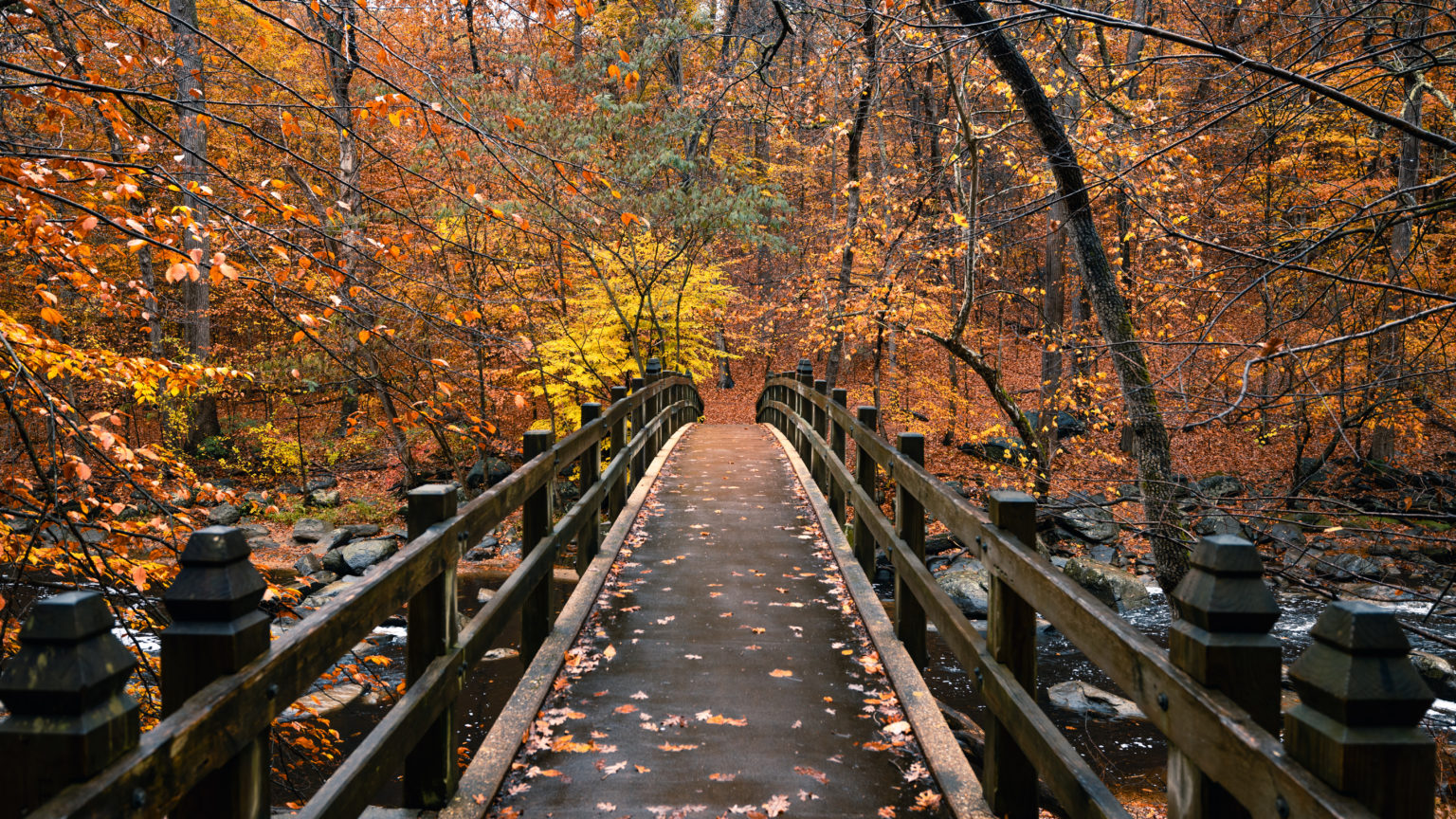 Photos of Fall Colors in Rock Creek Park (DC Foliage Guide)