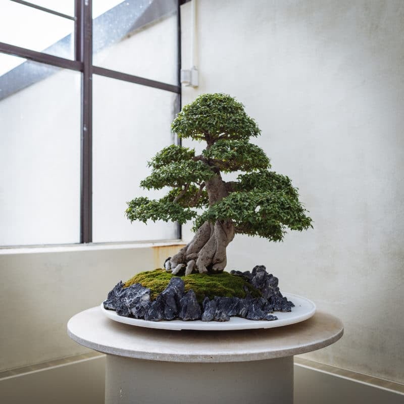 National Arboretum Bonsai Tree