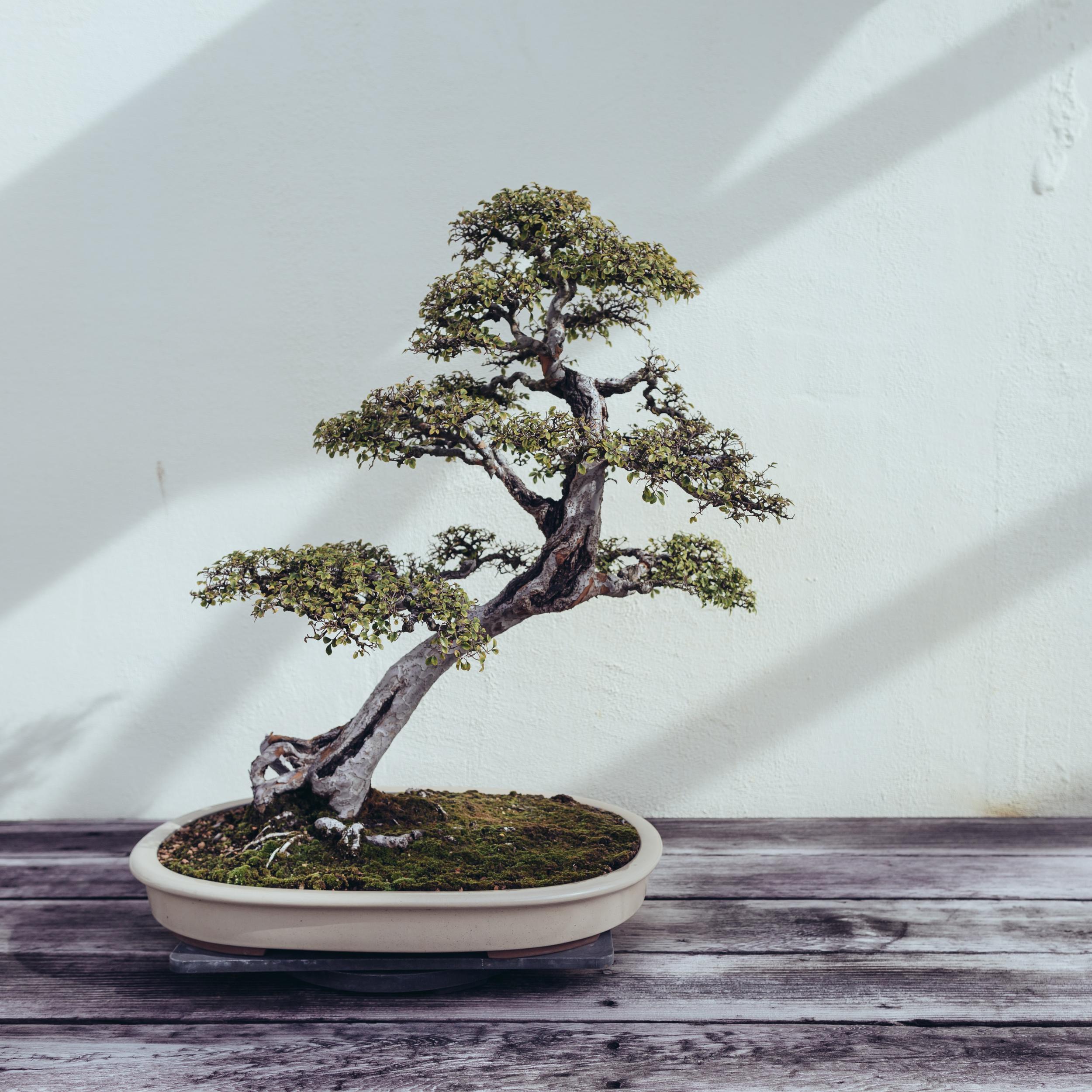 National Arboretum Bonsai Tree