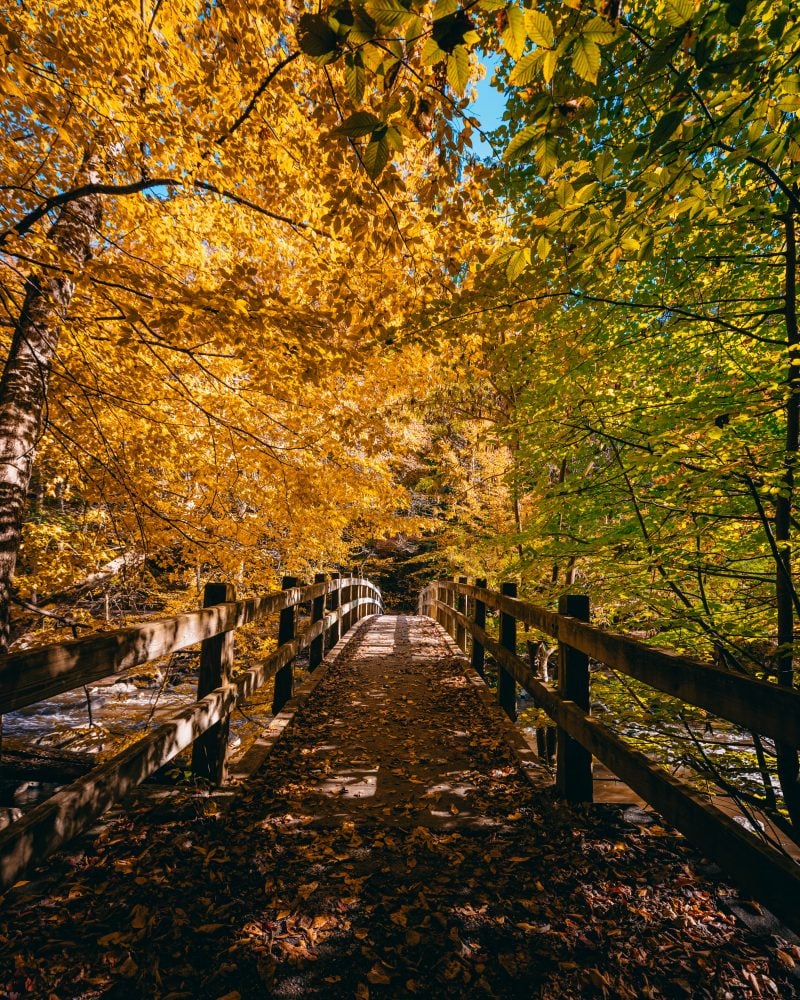 Rock Creek Park Bridge Fall