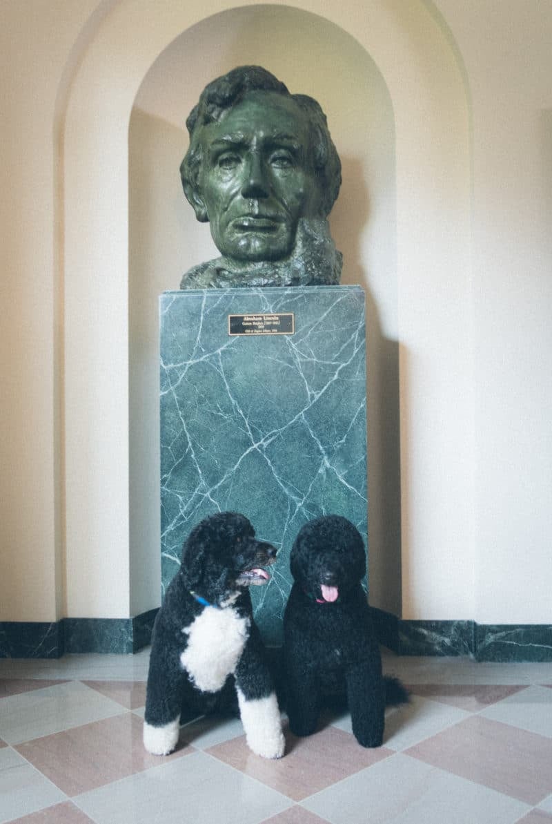 Obamas Dogs Bo and Sunny