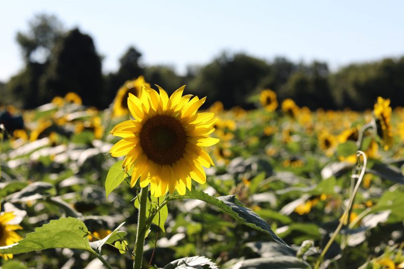 Mckee Besher Sunflower