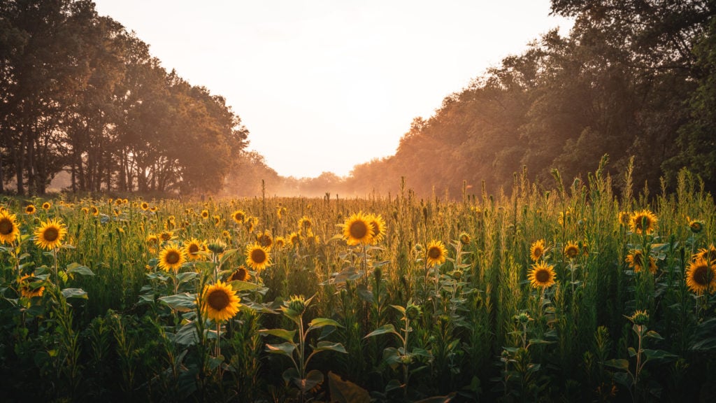 McKee Beshers sunflowers at sunset