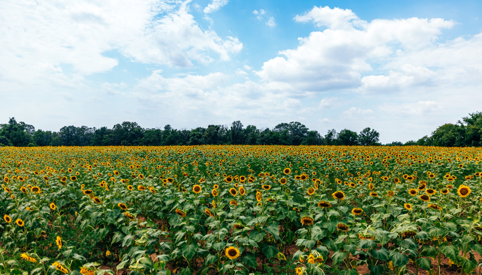 Sunflower Fields at McKeeBeshers in Maryland (2023 Guide)