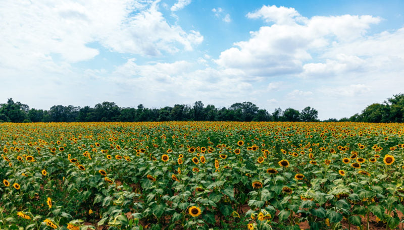 Sunflower fields at McKee-Beshers on a sunny day