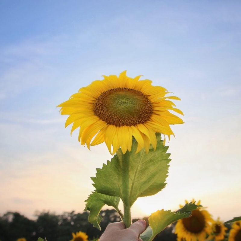 Sunflower in Maryland during sunset