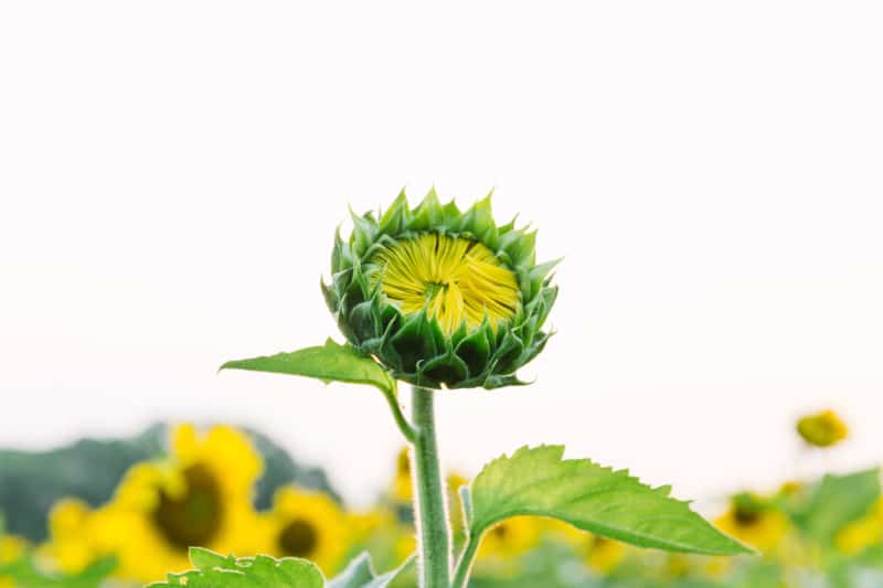 Sunflower before it has bloomed