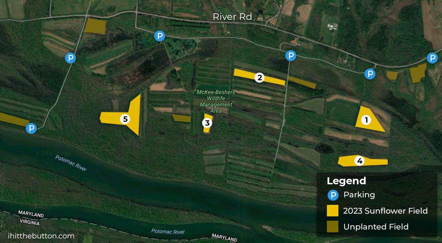 Sunflower Fields at McKeeBeshers in Maryland (2023 Guide)