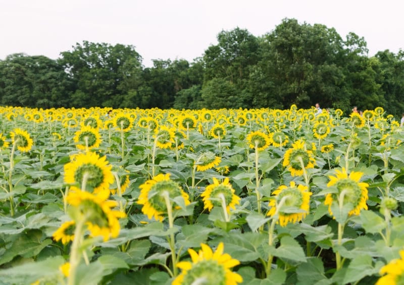 sunflower patch backwards