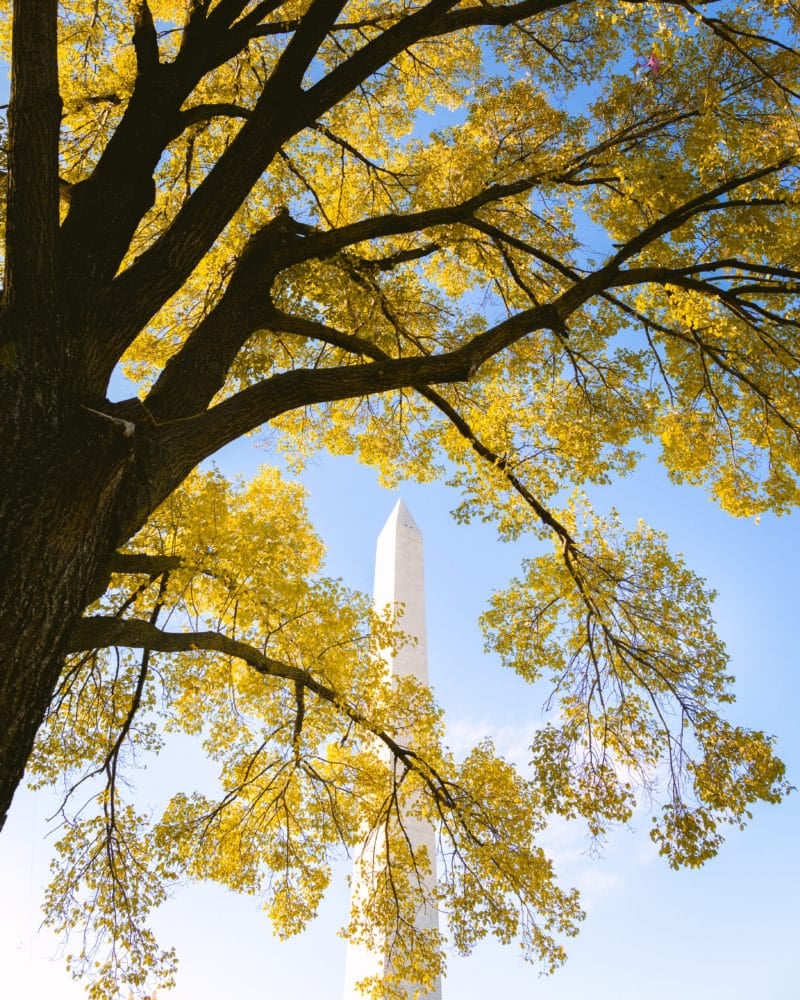 Washington Monument Surrounded by Autumn Trees