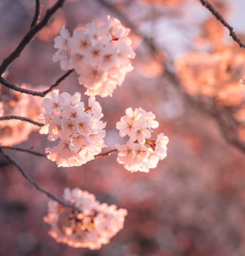 DC Cherry Blossoms Pink