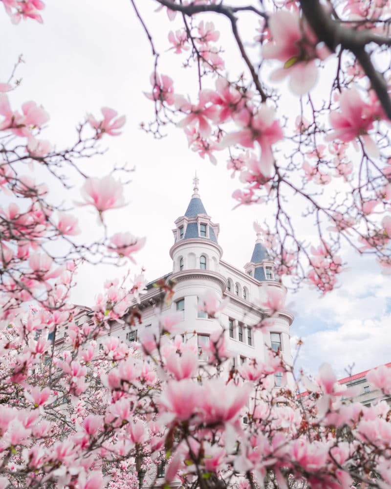 Dc Magnolias In Bloom