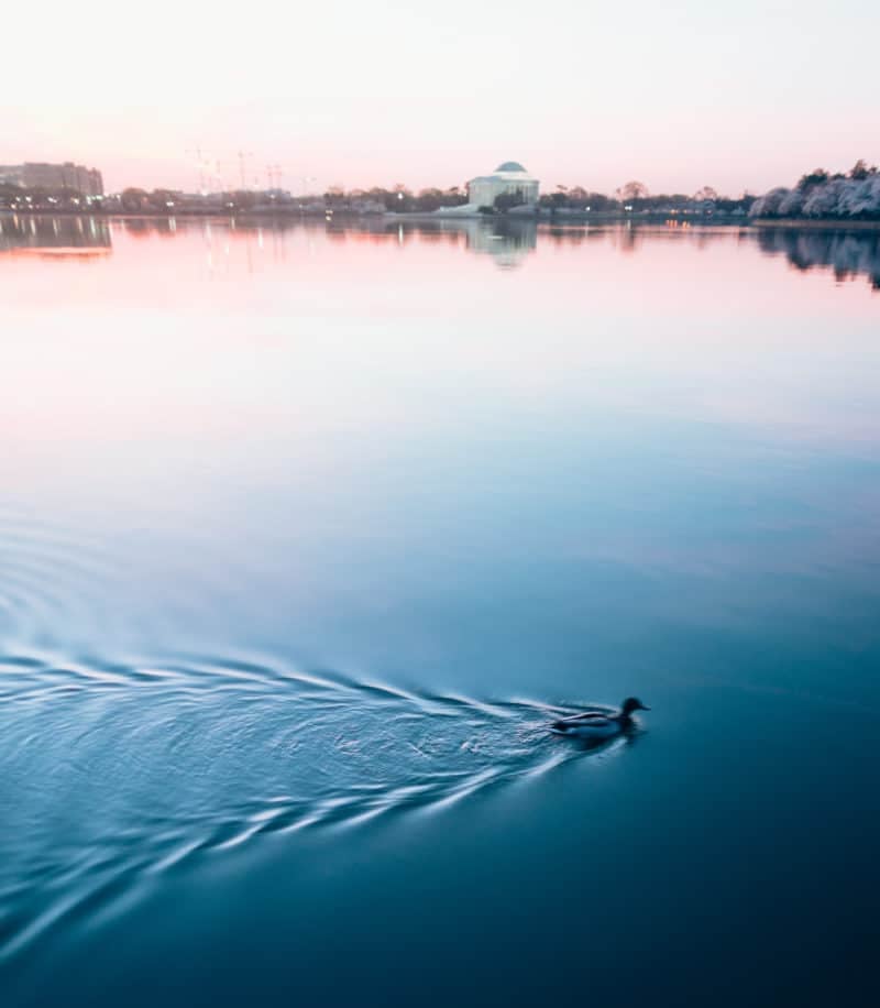 Duck At Sunrise In Dc