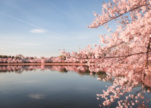 Peak Cherry Blossom Bloom In Washington DC
