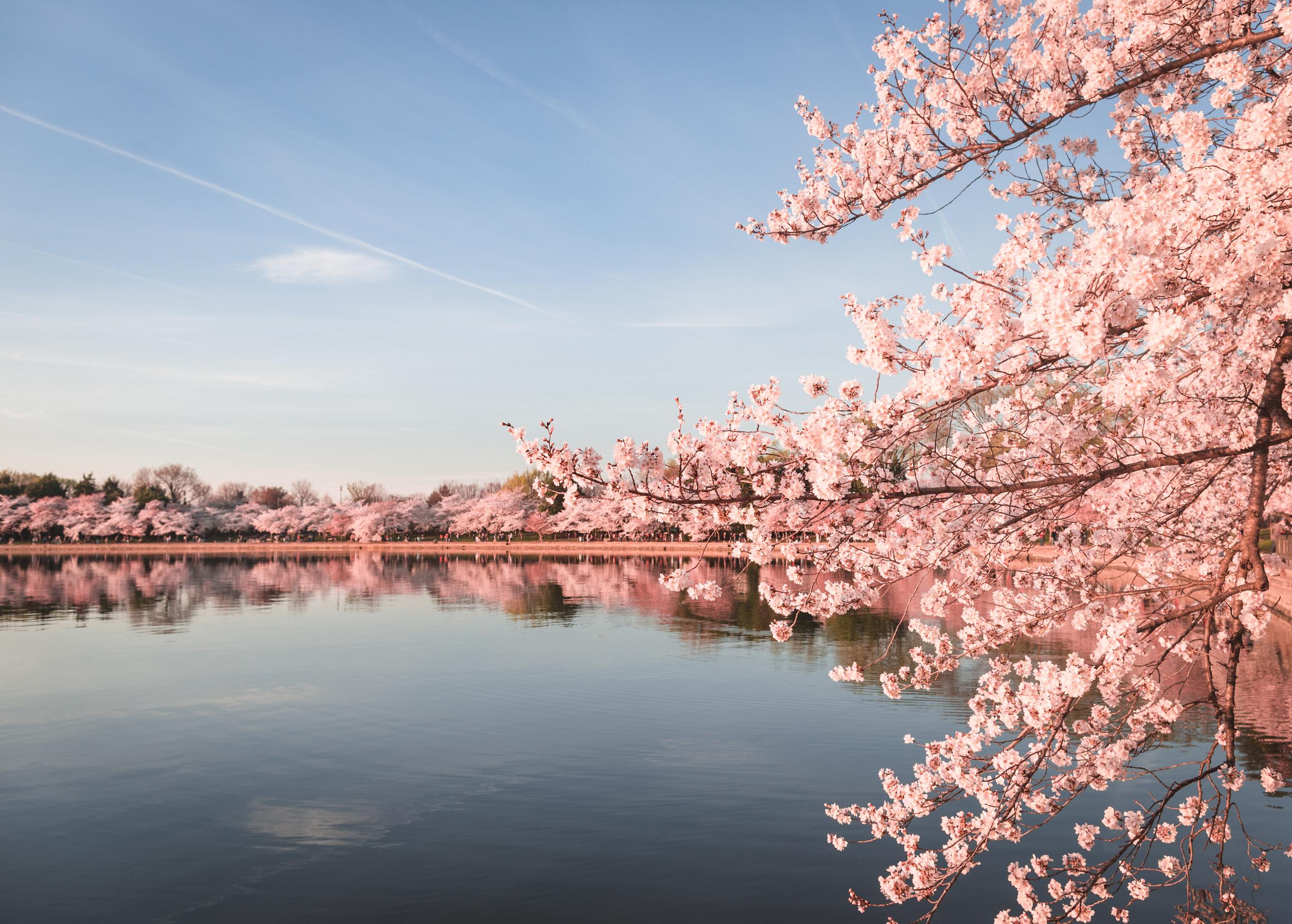 Guide To The Washington Dc Cherry Blossoms 2017