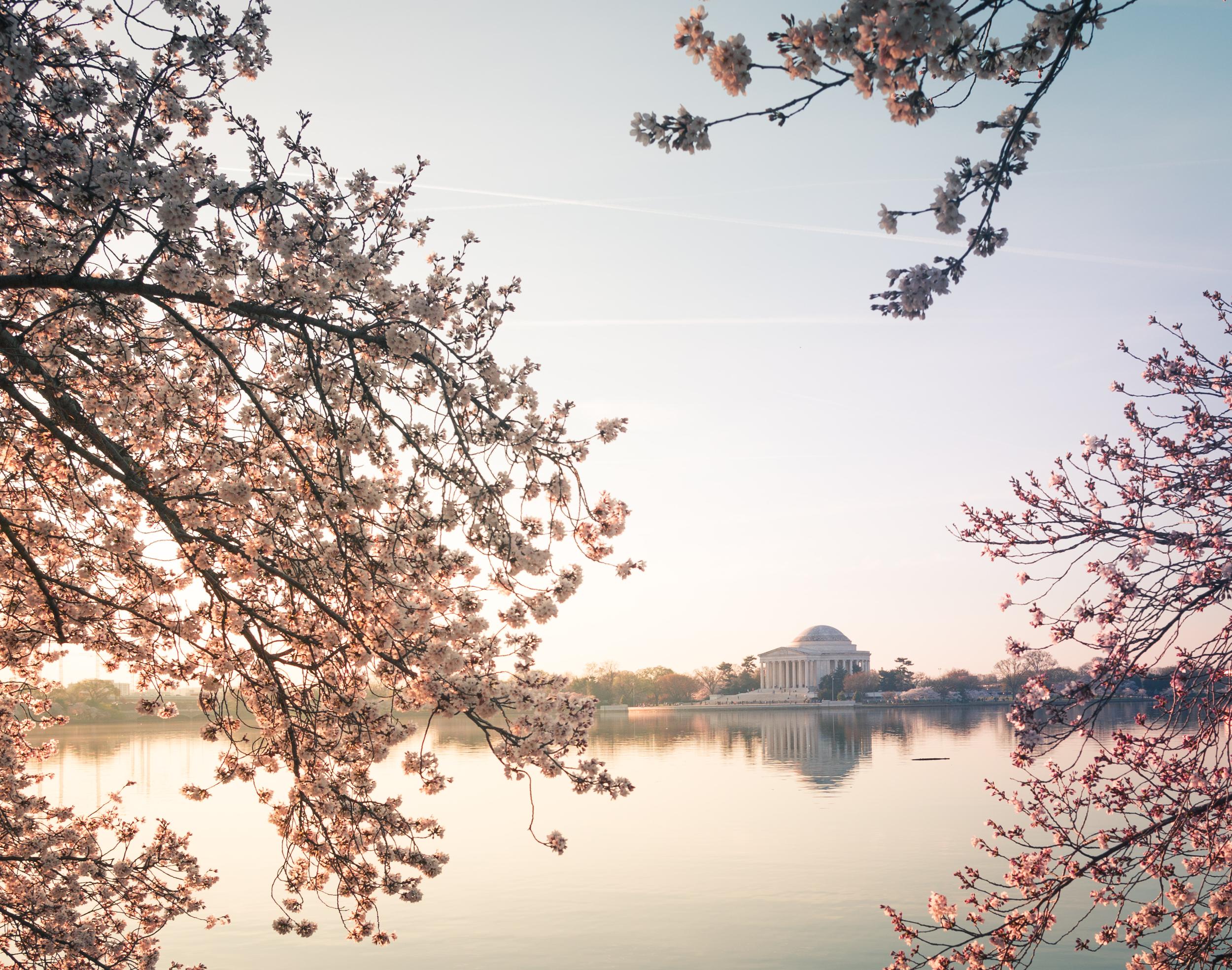Sunrise Over Jefferson Cherry Blossoms