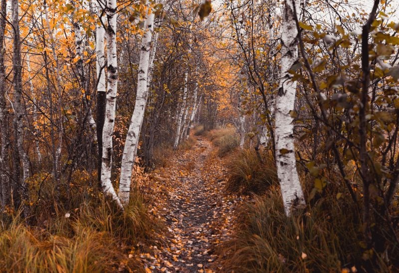 Acadia National Park Fall Trail