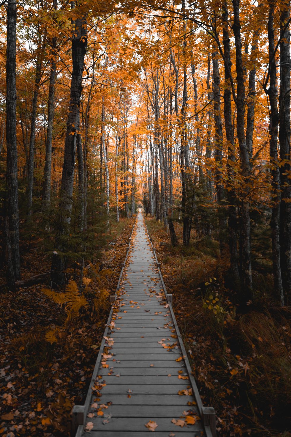 Stunning Fall Photos from Acadia National Park