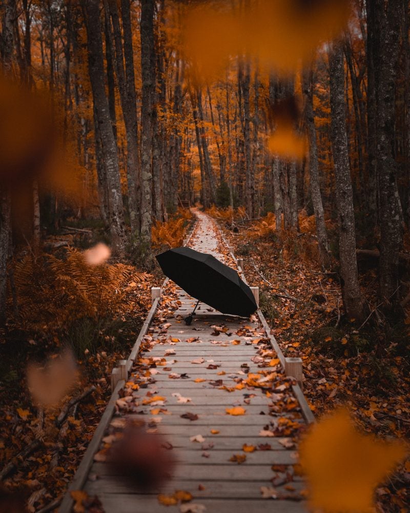 acadia-national-park-jessup-trail-umbrella