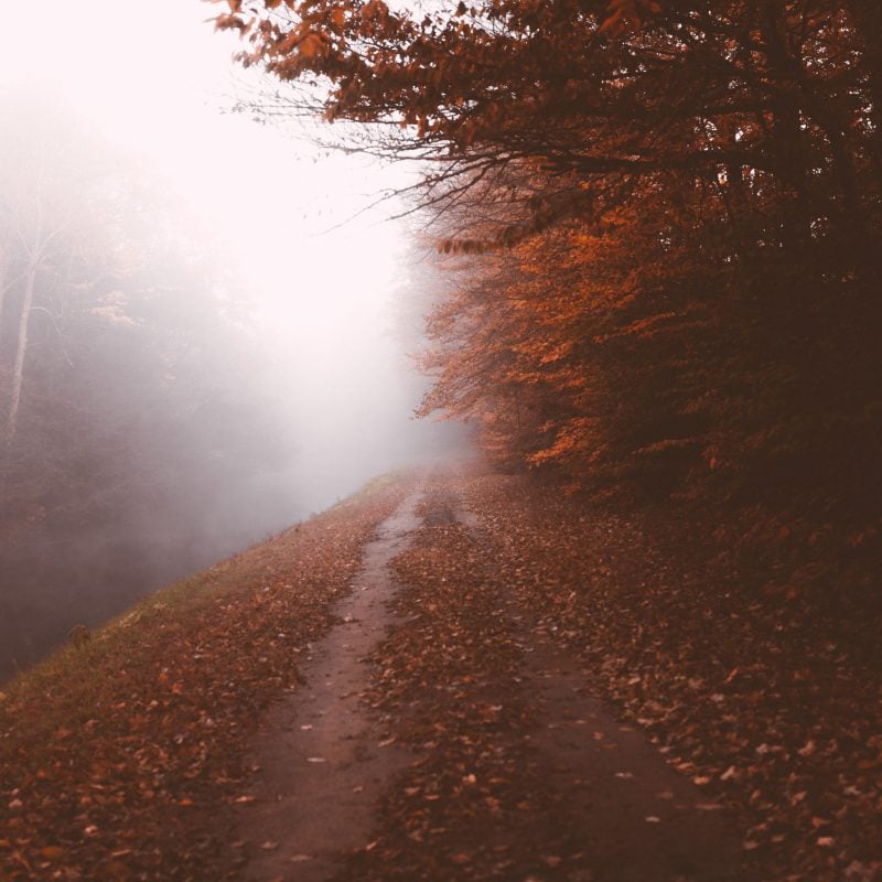 Foggy Road in Upstate New York