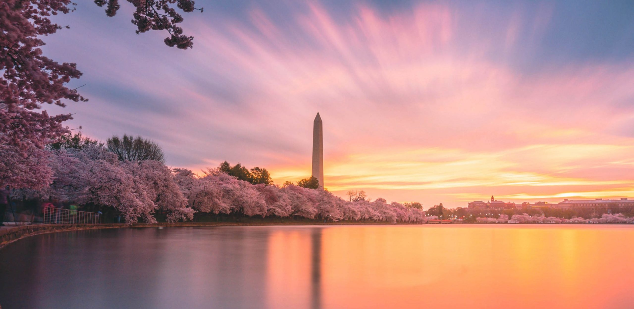 Here comes the bloom! Nats, Wizards honor DC's cherry blossoms