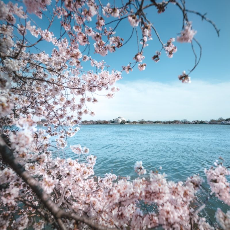 Cherry Blossoms Peak Bloom Day