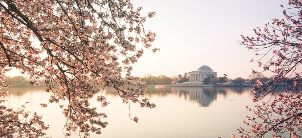 Sunrise Over Jefferson Cherry Blossoms