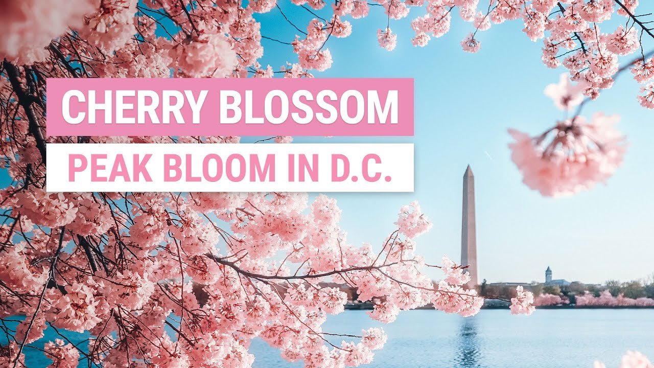 2024 Washington DC Cherry Blossom Peak Bloom Forecasts