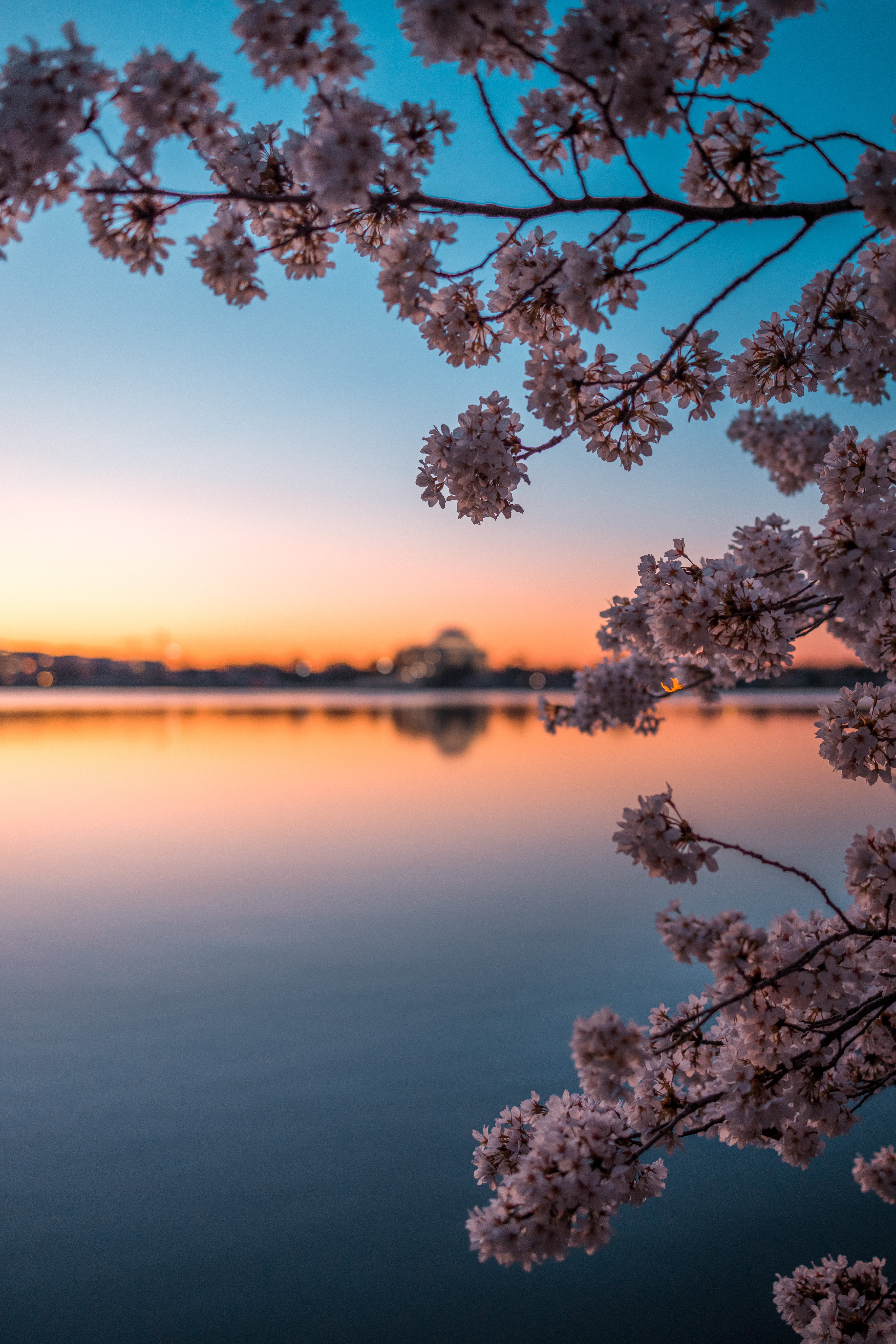 Washington, DC Cherry Blossoms 2022: Peak Bloom Prediction – NBC4