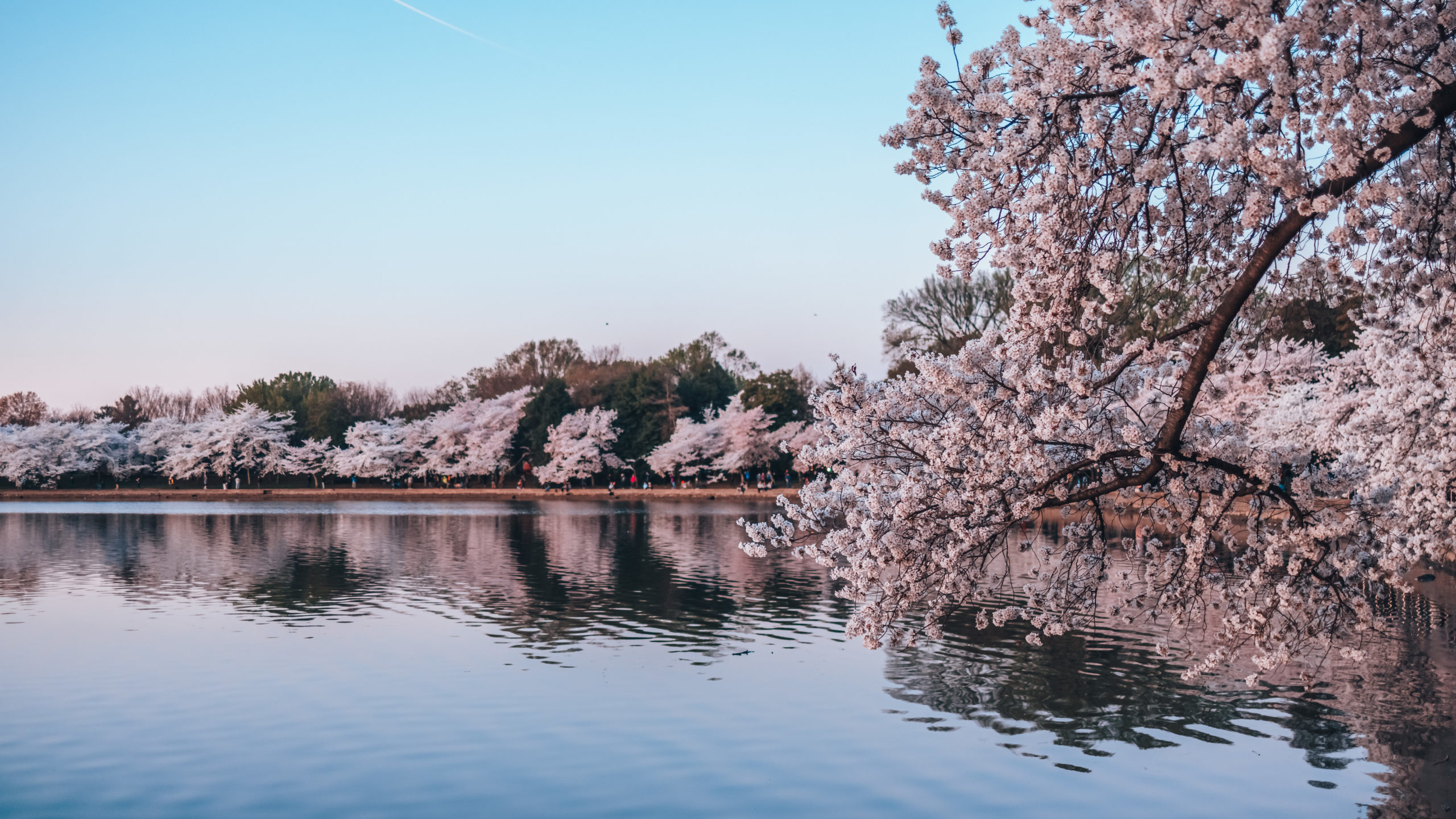 Cherry Blossoms DC 2024 Peak Bloom Prediction and Travel Guide