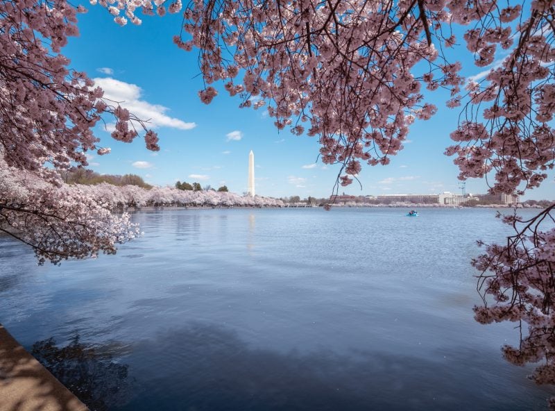 Washington Monument Cherry Blossoms Tidal Basin