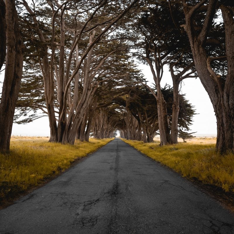 Point Reyes Cypress Tree Tunnel
