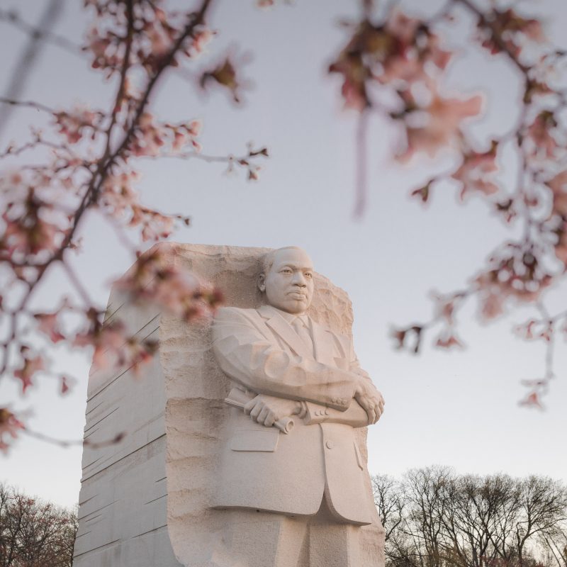 MLK Jr Memorial Cherry Blossoms in Washington DC
