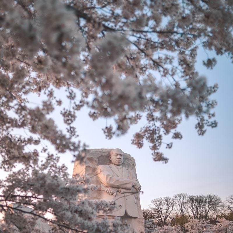 Mlk Memorial Surrounded By Blossoms