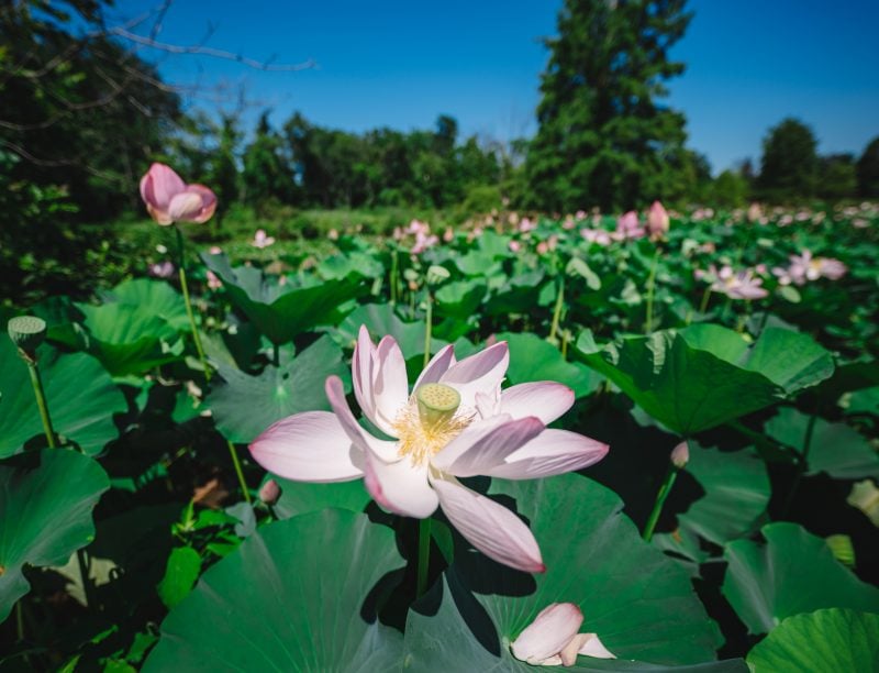 Kenilworth Aquatic Gardens Lotus