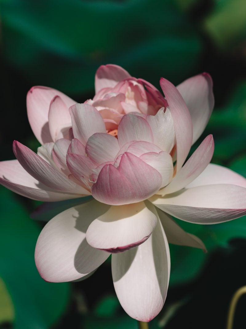 Kenilworth Aquatic Gardens Lotus Close Up