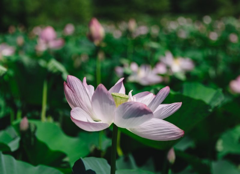Kenilworth Aquatic Gardens Lotus Flower