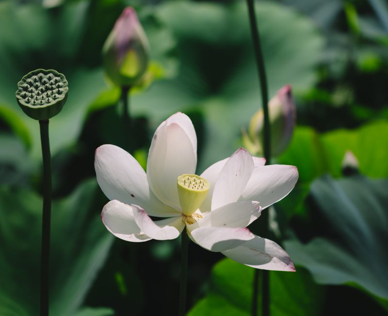 Kenilworth Aquatic Gardens Lotus Flower Inside
