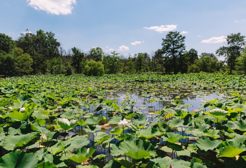 Lotus Bloom at Kenilworth Aquatic Gardens in Washington DC
