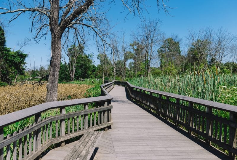 Kenilworth Aquatic Gardens Wooden Walkway