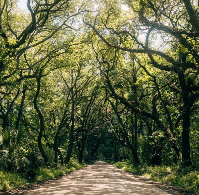 Avenue of oaks leading down to the entrance of Botany Bay